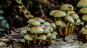 machapuchare yoga escalade forêt de fontainebleau