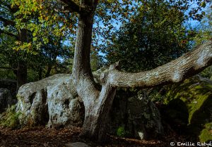 machapuchare yoga escalade forêt de fontainebleau
