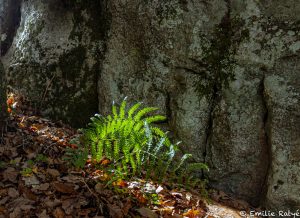 machapuchare yoga escalade forêt de fontainebleau